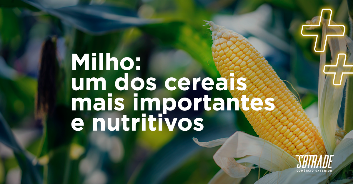 Leia mais sobre o artigo Milho: Um dos cereais mais importantes e nutritivos
