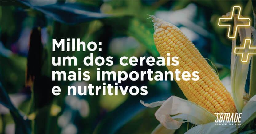 You are currently viewing Milho: Um dos cereais mais importantes e nutritivos